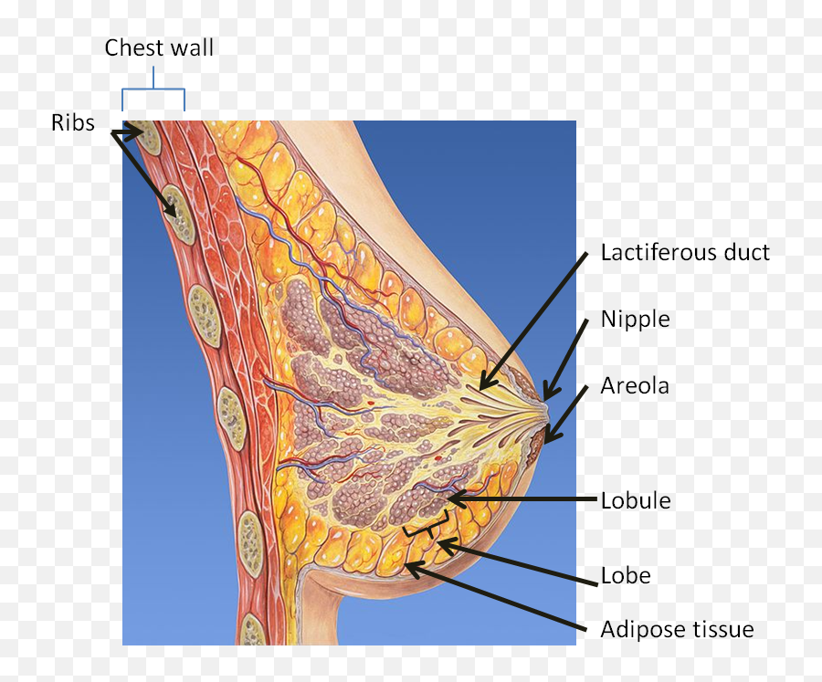 Download Hd Breast Anatomy - Anatomy Cross Section Of Breast Png,Nipple Png