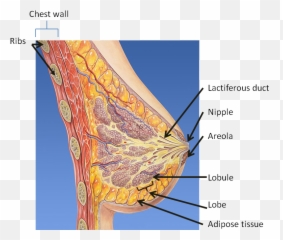Download Hd Breast Anatomy - Anatomy Cross Section Of Breast Png,Nipple Png
