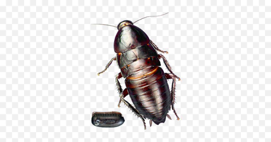 Roach Png Free Download 21 - Cockroach,Cockroach Png