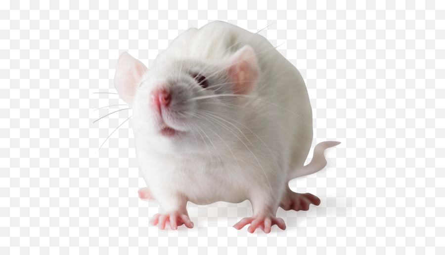 Wistar Furth Inbred Rats Wfnhsd - Wistar Rat Png,Rat Transparent Background