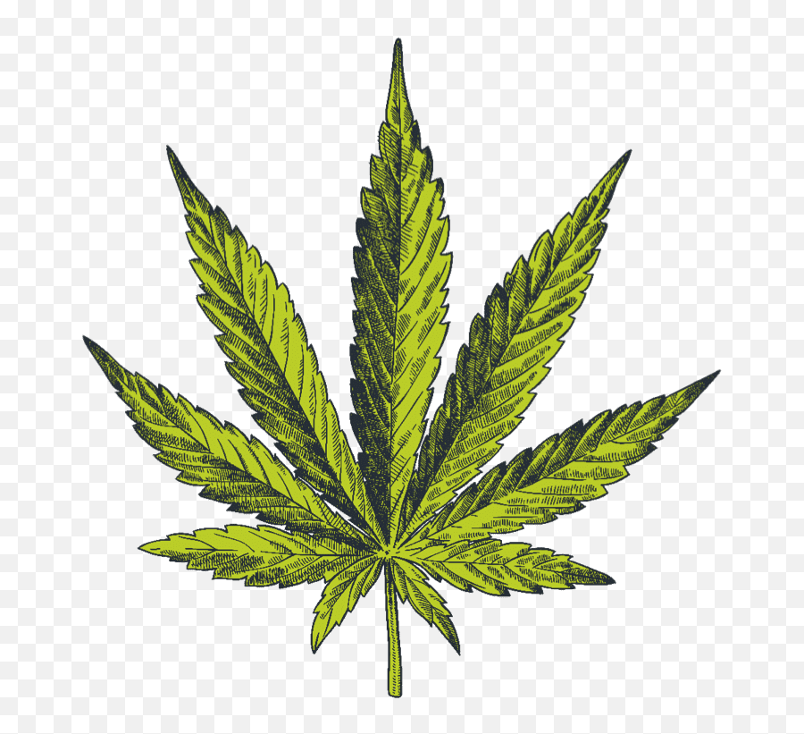 What Makes Cannabis So Effective - Realistic Weed Leaf Drawing Png,Hemp Leaf Png