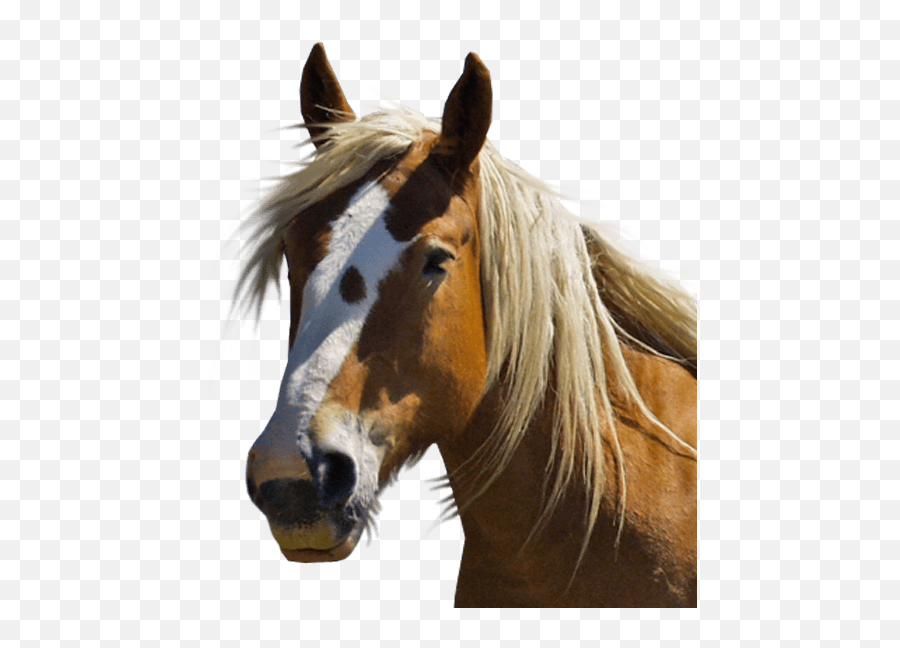 Horse Face Png Picture - Horse Head Front View,Horse Head Png