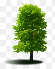 Jonny Nichols Landscape Maintenance - Tree Png,Landscaping Png