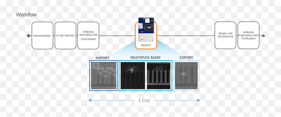 Single B Cell Screening - Single B Cell Screening Beacon Png,Antibody Png