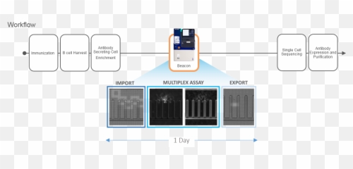 Single B Cell Screening - Single B Cell Screening Beacon Png,Antibody Png