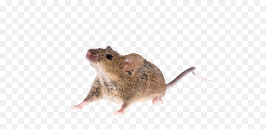 Mouse Animal Png Transparent Image - Real Mouse Png,Mouse Animal Png - free  transparent png images 