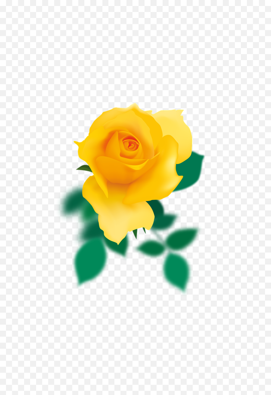 Yellow - Rose Rose Yellow Free Image On Pixabay Floribunda Png,Yellow Roses Png