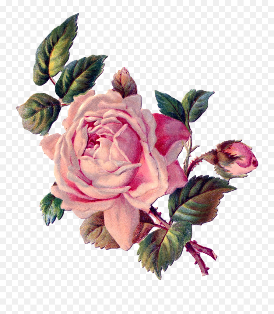Download Vintage Roses Floral Rose Art - Roses Vintage Png,Vintage Roses Png