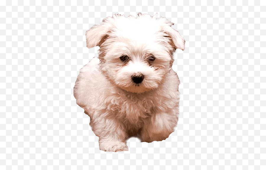 White Fluffy Dog Transparent Image Free Png Images - White Dog Transparent Background,Funny Dog Png