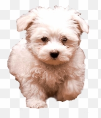 White Fluffy Dog Transparent Image Free Png Images - Dog Transparent Background