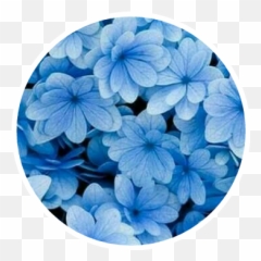 Icons Logos Tumblr 270762781001211 By Katrinat7 - Blue Flowers png