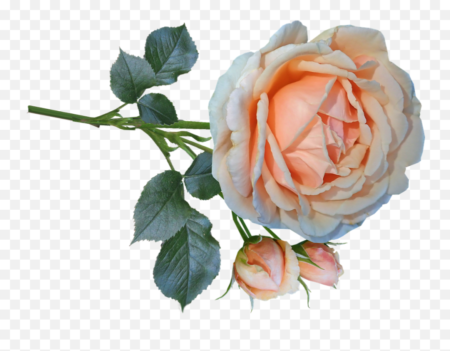 Rose Flower Stem Cut - Garden Roses Png,Flower Stem Png