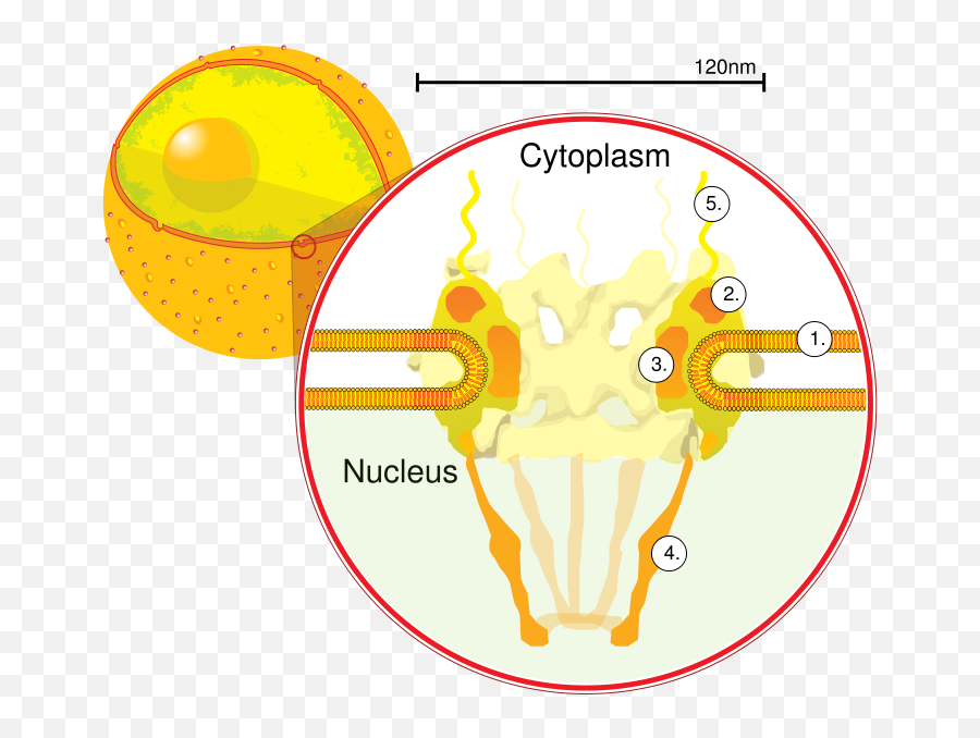 Filenuclearpore Cropsvg - Wikipedia Nuclear Pore Png,Baron Poro Icon