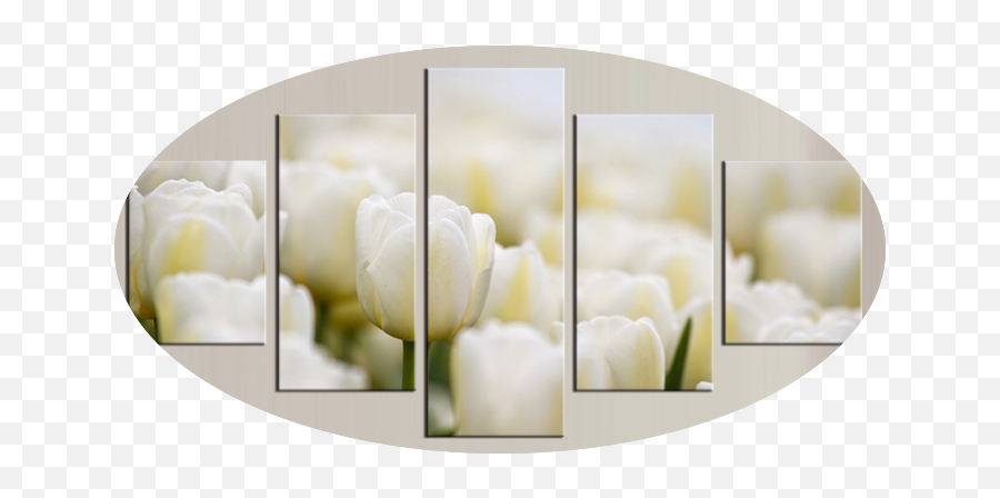 Rose Flower 5 Piece Wall Art Free Global Shipping U0026 Framed - Tulip Png,Tulip Transparent