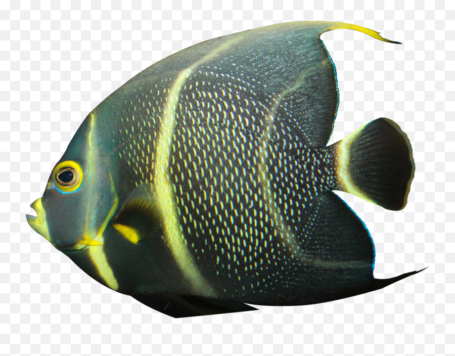 Angel Fish Png Picture 378224 - Black And Yellow Angelfish,Transparent Fish