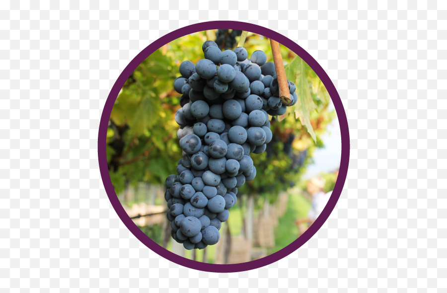 Wine For Normal People Podcast Republic - Grape Seed Extract Png,Custom Saddlery Icon Coda
