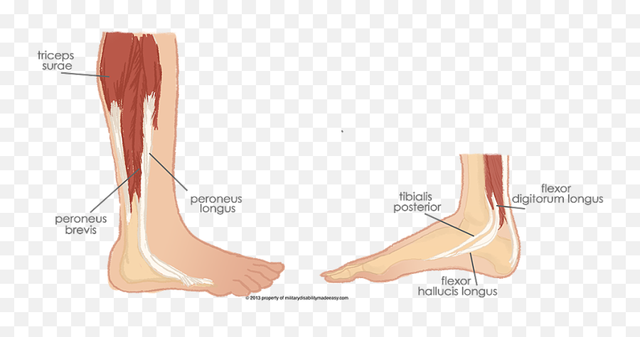 Index Of Imagesmuscles The Foot - Barefoot Png,Muscles Png