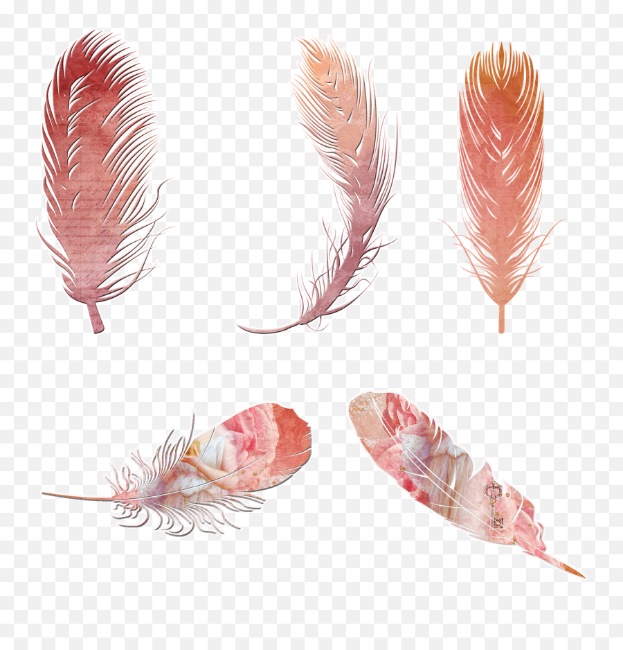 Bohemian Feathers Png Image - Bohemian Feathers Transparent Background,Boho Png