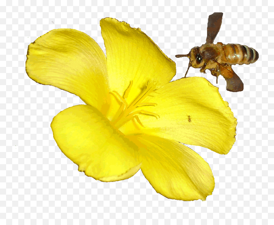Moving Clipart Bee Transparent Free For Download - Bee Animated Png,Bee Transparent Background