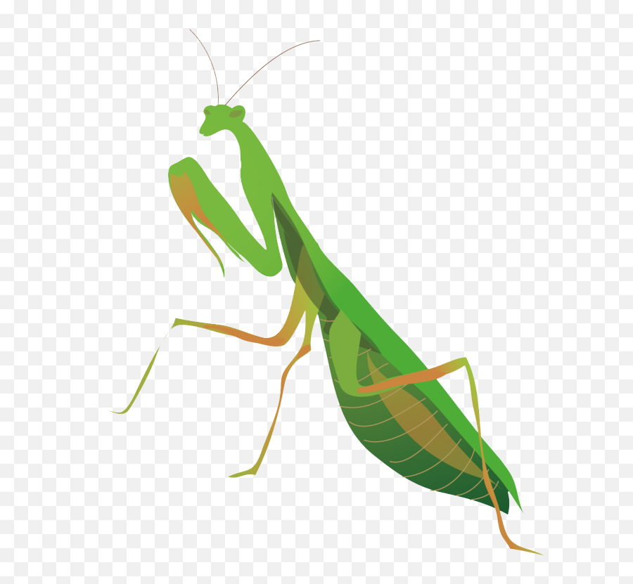 Mantis Png Transparent Images Free Download - Louva Deus Png,Mantis Png