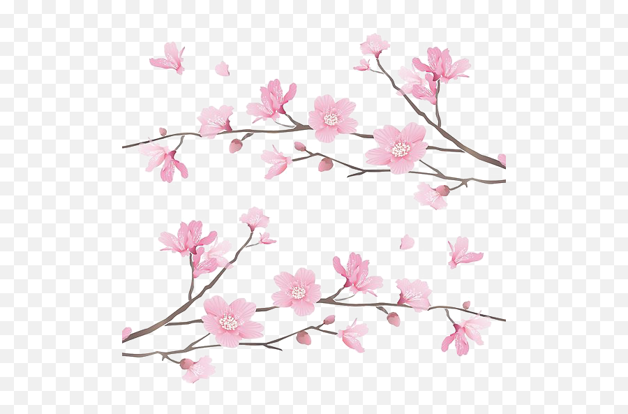 Cherry Blossoms Png Transparent Images Blossom