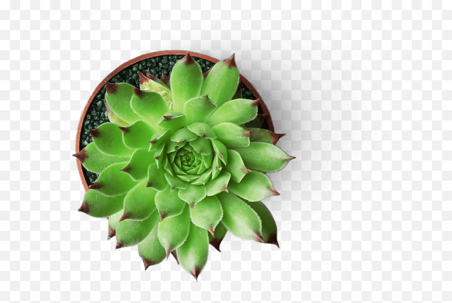 Succulent U0026 Cactus Malaysia U2013 Succulents For Sale - Agave Png,Succulent Png