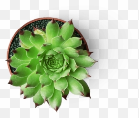 Succulent U0026 Cactus Malaysia U2013 Succulents For Sale - Agave Png,Succulent Png