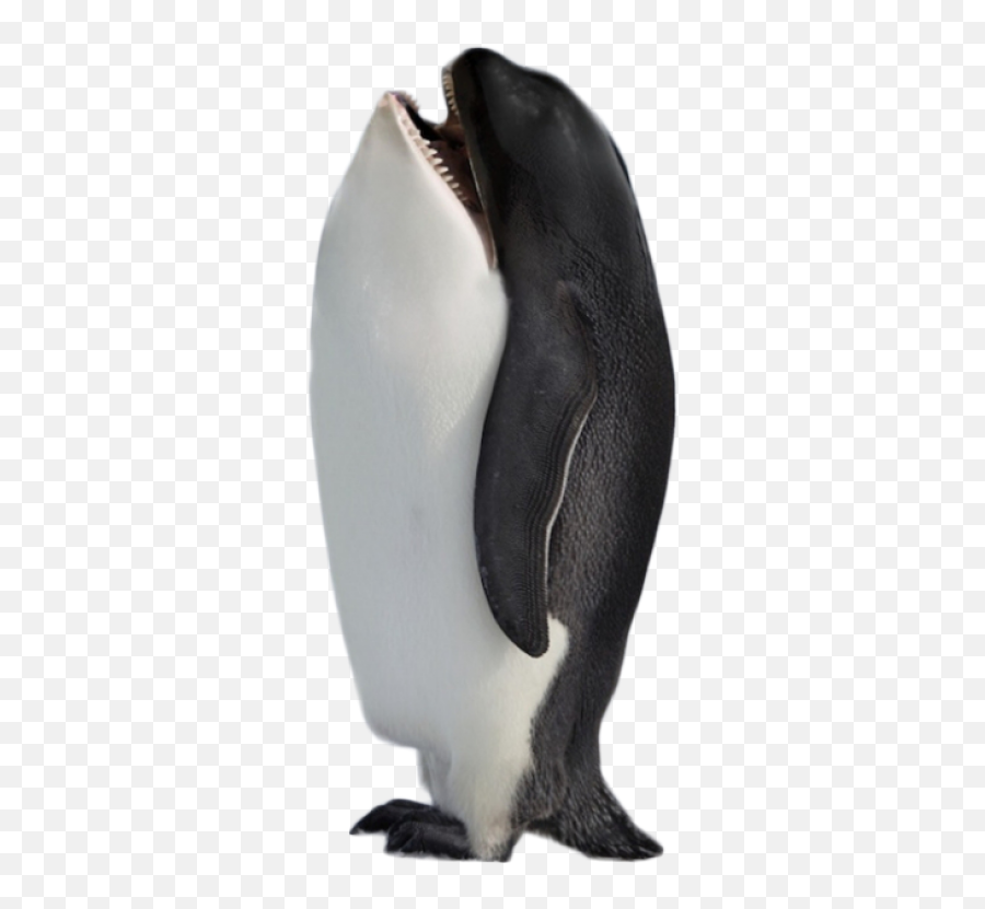 Hybrid Penguin Killer Whale Png Image - Purepng Free Animal Hybrids Meme,Whale Transparent Background