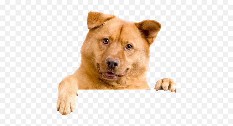 Cachorro Png Image