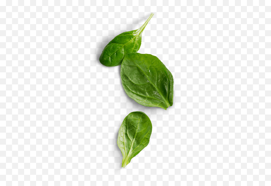 Spinach Png Image Hd - Spinach Png,Basil Png