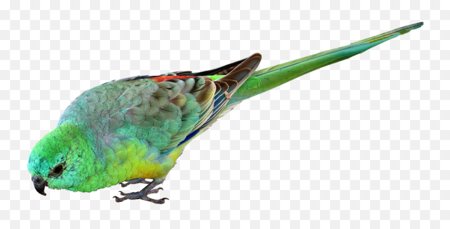 Bird Parrot Small - Free Photo On Pixabay Small Parrot Transparent Background Png,Parakeet Png