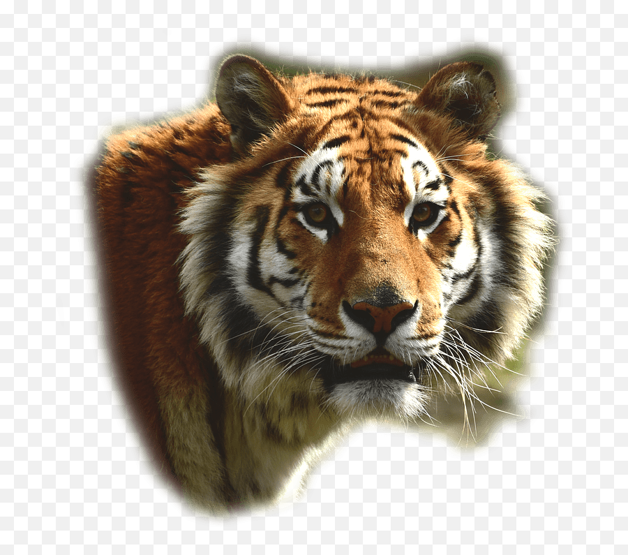Bengal Tiger Transparent Png - Tiger Bengal Transparent,Tiger Face Png