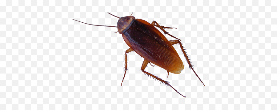 Tripoint Pest Control - Transparent Cockroach Png,Cockroach Transparent