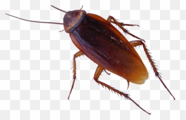 Tripoint Pest Control - Transparent Cockroach Png,Cockroach Transparent