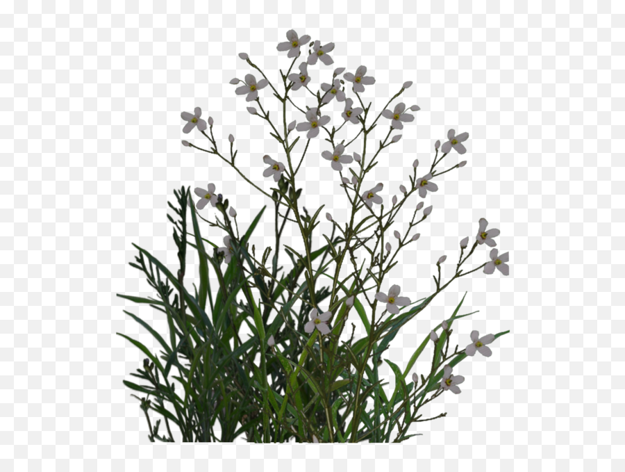 Desert Plant Png 4 Image - Small Flowers Plant Png,House Plant Png
