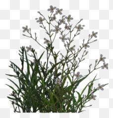 Desert Plant Png 4 Image - Small Flowers Plant Png