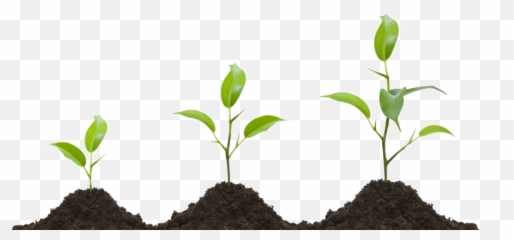 Growing Plant Png Transparent Image