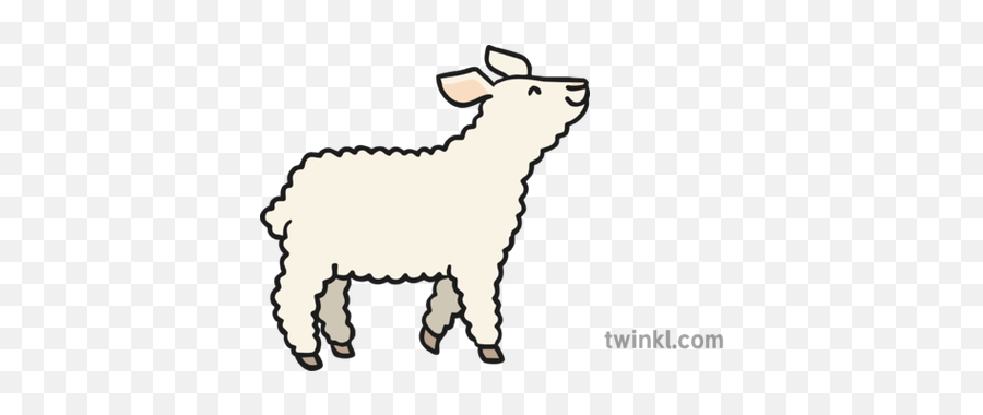 Little Lamb Illustration - Twinkl Little Billy Goat Gruff Png,Lamb Png