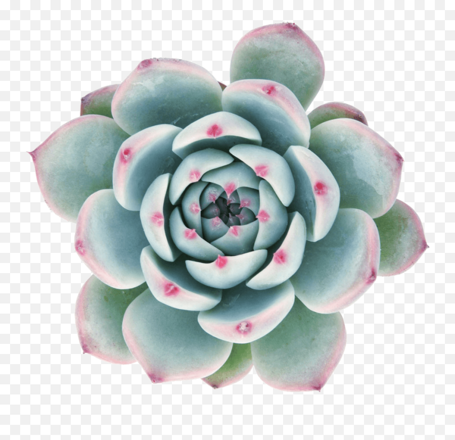 Tumblr Succulent Transparent Png - Clipart Succulents Transparent Background,Succulent Transparent Background