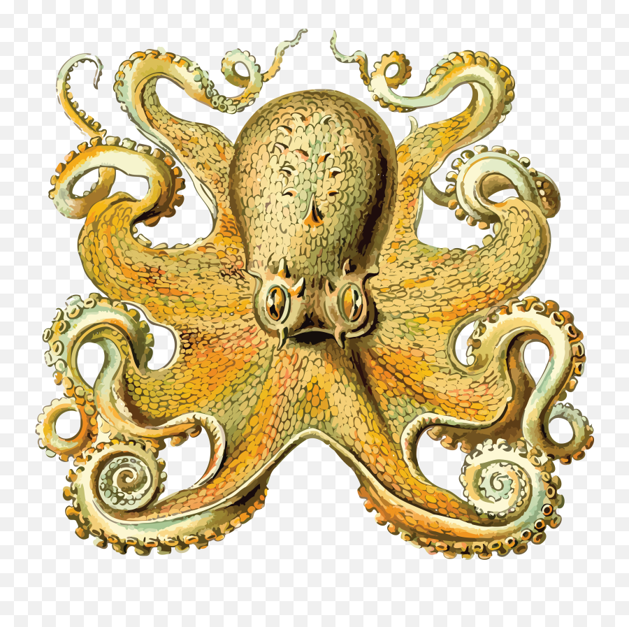 Ernst Haeckel Octopus Full Size Png Download Seekpng - Ernst Haeckel Sea Life,Octopus Png