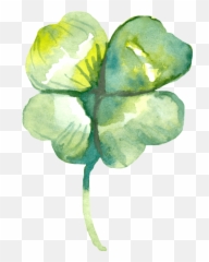 Free Png Download Four Leaf Clover Water 1712206 - PNG Drawing