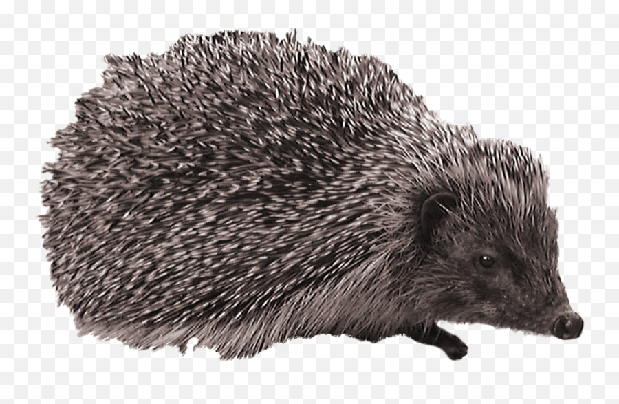 Hedgehog Png Icon - European Hedgehog,Hedgehog Png