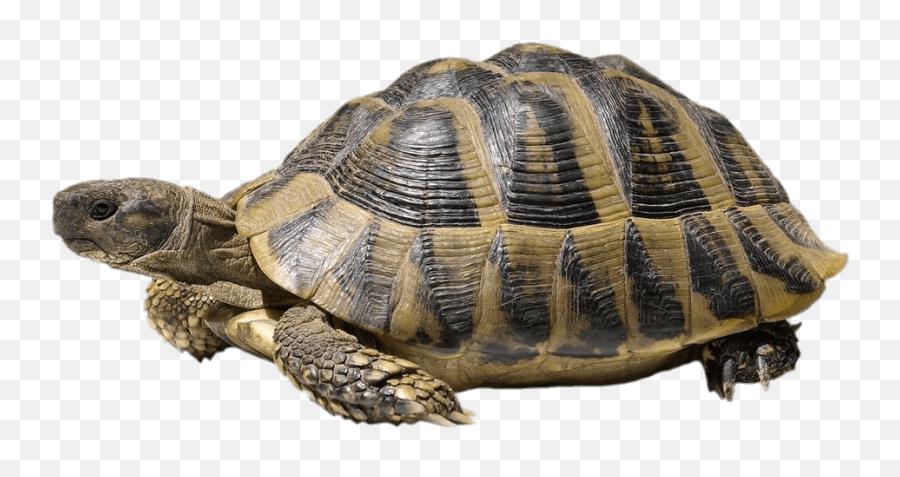 Tortoise Png - Turtle With White Background,Turtle Transparent Background