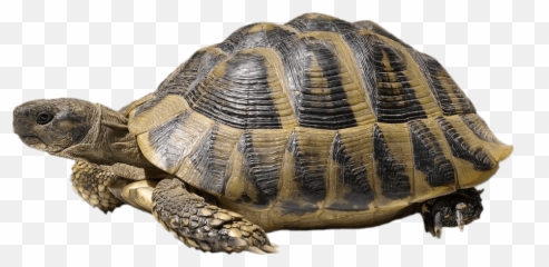 Tortoise Png - Turtle With White Background