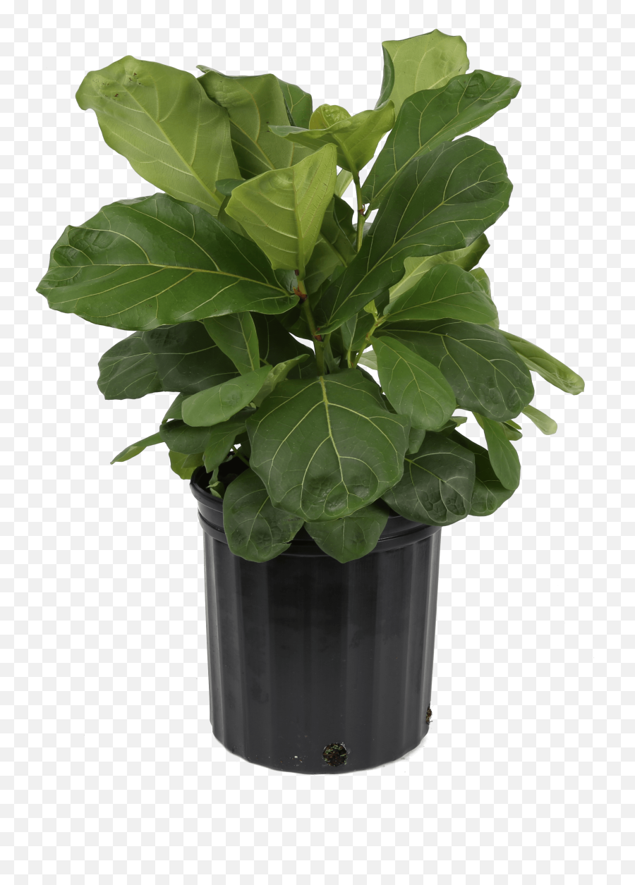 Delray Plants Live 2 - Feet Tall Fiddle Leaf Fig Bush In 925inch Grower Pot Do Fiddle Leaf Fig Png,Bush Plant Png