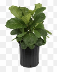 Delray Plants Live 2 - Feet Tall Fiddle Leaf Fig Bush In 925inch Grower Pot Do Fiddle Leaf Fig Png,Bush Plant Png