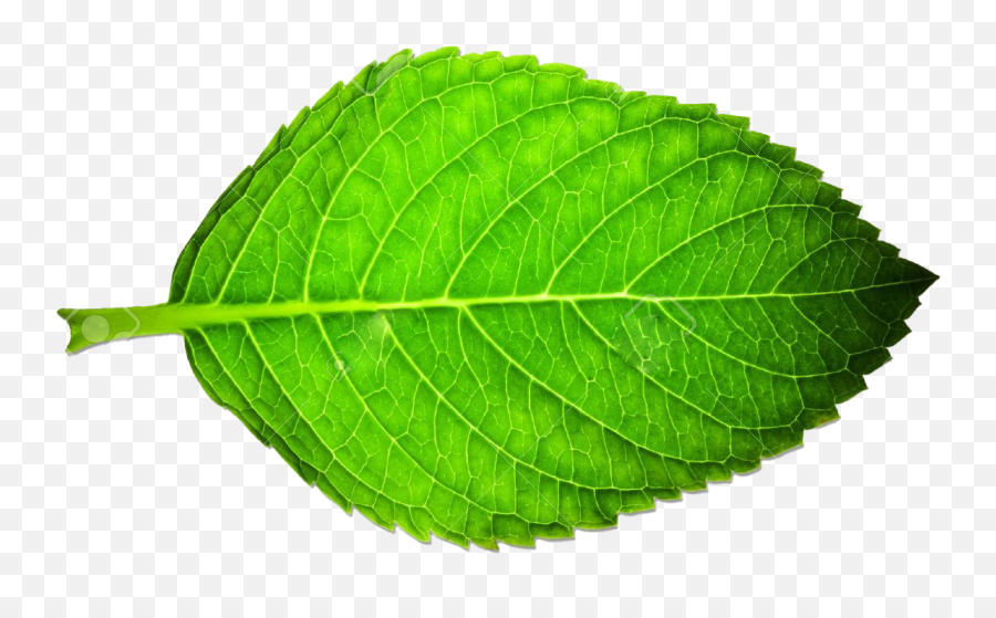 Green Leaves Png Clipart Background - Energy Absorbed From Leaf,Mint Leaves Png