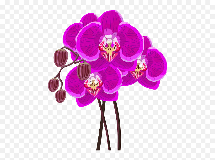 Definitive Orchid Png - L Orchidea Logo,Orchids Png