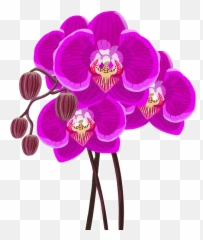Definitive Orchid Png - L Orchidea Logo,Orchids Png