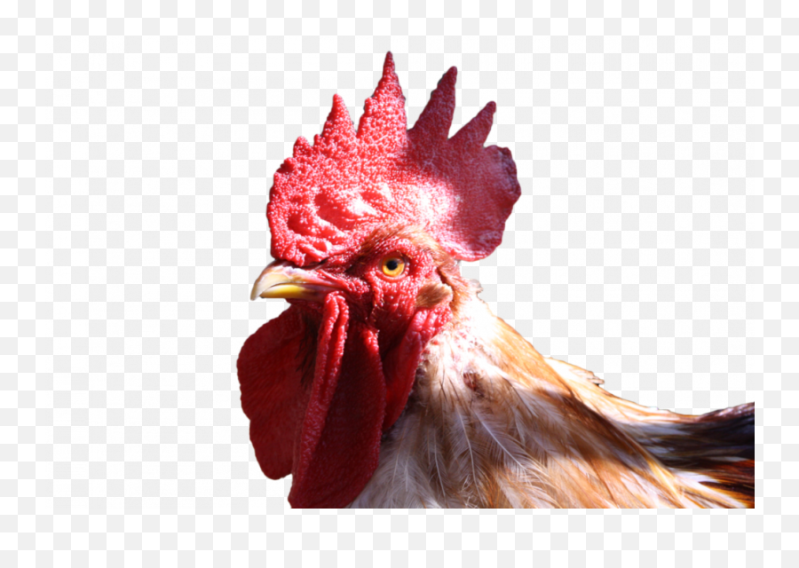 Cock Png Image - Transparent Chicken Head Png,Cockatiel Icon